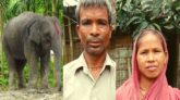 স্ত্রীকে খুশি করতে জমি বিক্রি করে হাতি কিনলেন স্বামী