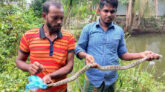 পাথরঘাটায় সাড়ে ৩ ফুট লম্বা অজগর সাপ উদ্ধার