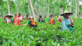 দেশে চা শ্রমিকদের দৈনিক মজুরি বেড়ে ১২০