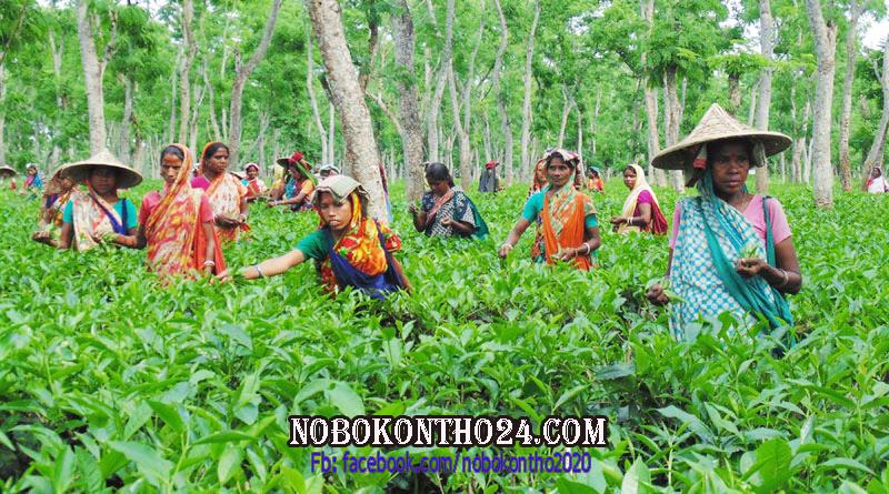 দেশে চা শ্রমিকদের দৈনিক মজুরি বেড়ে ১২০