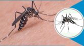 Dengue: 5 die in a day, 788 hospitalized