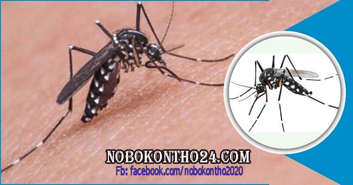 Dengue: 2,653 hospitalised in 24 hours