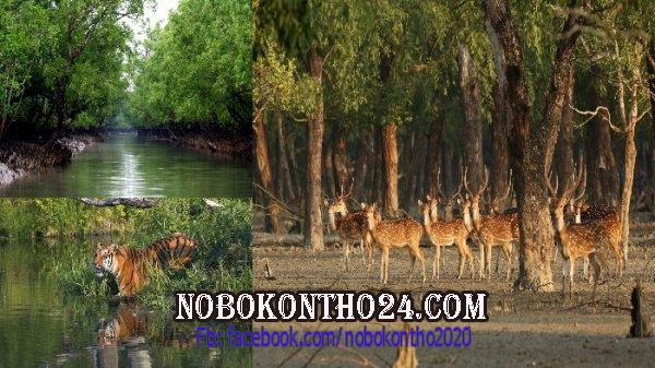 সুন্দরবনে মাছ ধরতে গিয়ে লাশ হলেন দুই জেলে