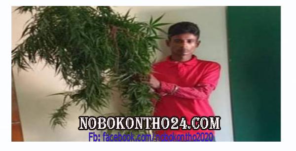 বরগুনায় গাঁজা গাছসহ যুবক আটক