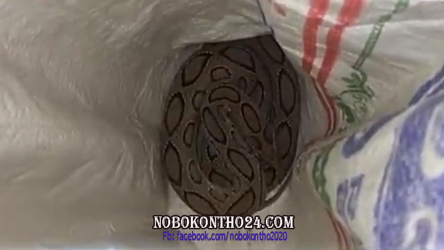 ভোলায় বিষধর ‘রাসেল ভাইপার’ সাপ উদ্ধার