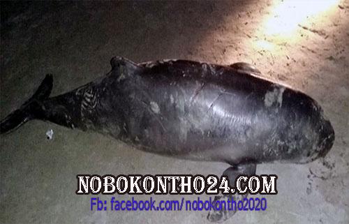 কুয়াকাটায় ভেসে উঠেছে ১০ ফুট লম্বা মৃত ডলফিন