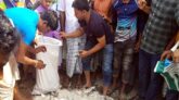 কলাপাড়ায় ১৬ মন জাটকা ইলিশ জব্দ
