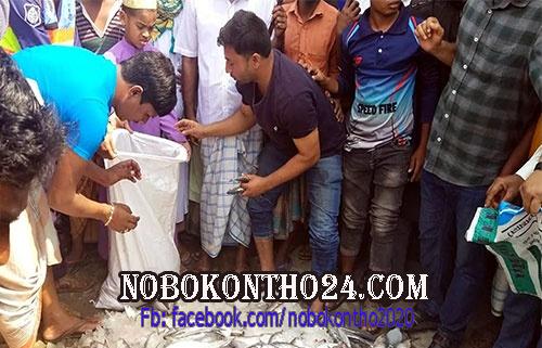 কলাপাড়ায় ১৬ মন জাটকা ইলিশ জব্দ