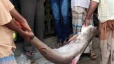 পাথরঘাটায় বড়শিতে ধরা পড়ল ২৯ কেজির পাঙ্গাশ!