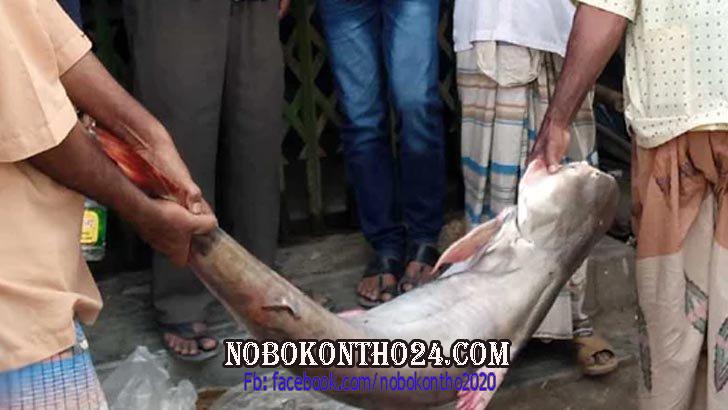 পাথরঘাটায় বড়শিতে ধরা পড়ল ২৯ কেজির পাঙ্গাশ!