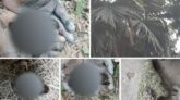 নলছিটিতে ধান খাওয়ায় পাখির বাসায় আগুন, ৩৩ ছানার মৃত্যু