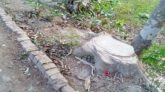 বাউফলে সরকারী দশ লাখ টাকার গাছ কেটে নেওয়ার অভিযোগ