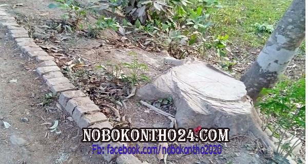 বাউফলে সরকারী দশ লাখ টাকার গাছ কেটে নেওয়ার অভিযোগ