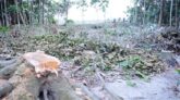 পাথরঘাটায় ৬০০ ফলজ গাছ কেটে নিলো প্রতিপক্ষ