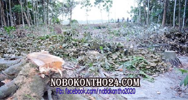 পাথরঘাটায় ৬০০ ফলজ গাছ কেটে নিলো প্রতিপক্ষ