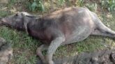 চরফ্যাশনে অজ্ঞাত রোগে মারা গেল ৪০ মহিষ