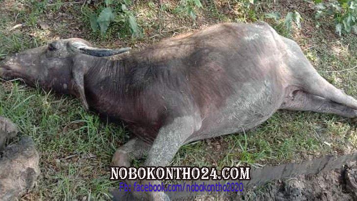 চরফ্যাশনে অজ্ঞাত রোগে মারা গেল ৪০ মহিষ