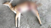 পাথরঘাটায় কুকুরের আক্রমণে হরিণের মৃত্যু