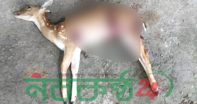 পাথরঘাটায় কুকুরের আক্রমণে হরিণের মৃত্যু
