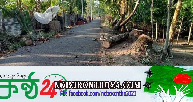আমতলীতে সরকারি গাছ কেটে নিলেন বিএনপি নেতা!