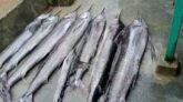পটুয়াখালীতে এক জালেই ধরা পড়ল ৮ পাখি মাছ
