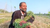 কৃষকের ১০ হাজার তরমুজ গাছ কেটে দিলেন পাউবো প্রকৌশলী