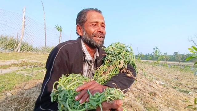 কৃষকের ১০ হাজার তরমুজ গাছ কেটে দিলেন পাউবো প্রকৌশলী