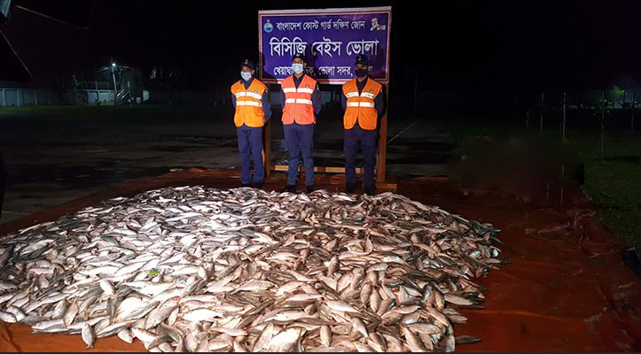 ভোলায় কোস্টগার্ডের অভিযানে ৬০ মন জাটকা জব্দ