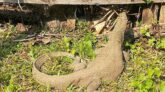 আমতলীতে বিরল প্রজাতির গুই সাপ উদ্ধার