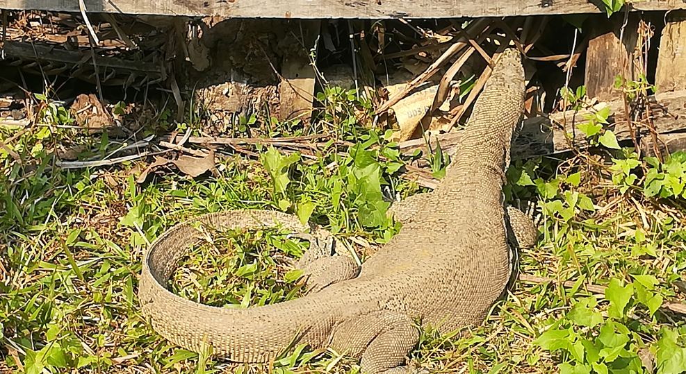 আমতলীতে বিরল প্রজাতির গুই সাপ উদ্ধার