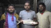 ভোলায় এক ‘রাজা’ ইলিশের দাম ৬ হাজার
