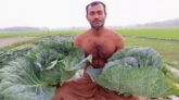 ব্যবসায় লোকসান, বাঁধাকপি চাষে লাখপতি বরগুনার শহীদ
