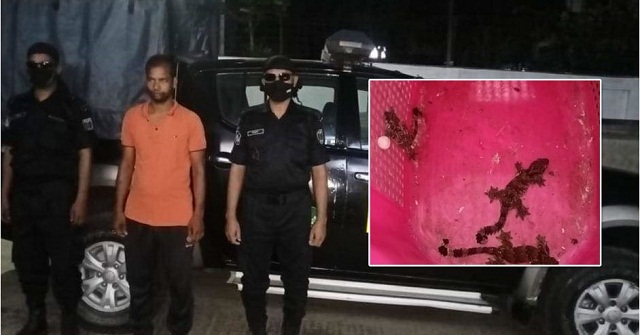 পিরোজপুরে তক্ষক পাচারকালে আটক ১