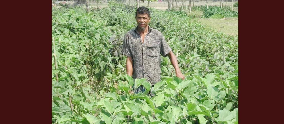 রাজাপুরে সবজি চাষাবাদে বদলেছে সাইদুলের ভাগ্য