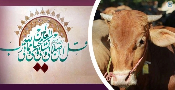যেসব পশু কোরবানি করা মাকরূহ