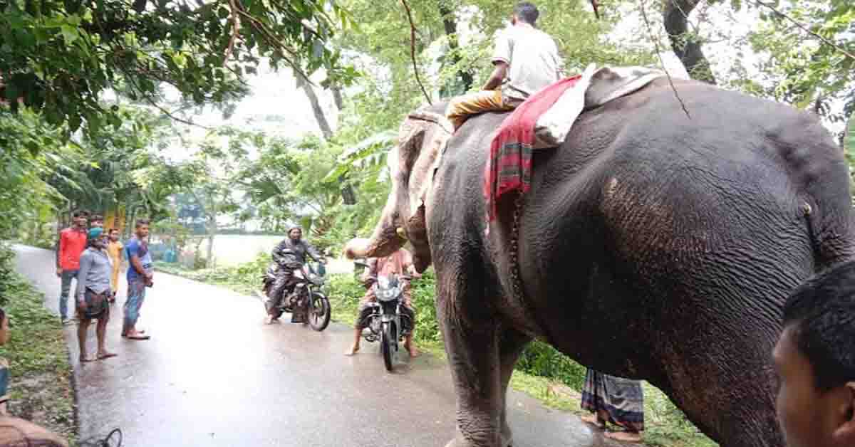নলছিটিতে হাতি দিয়ে টাকা আদায়!
