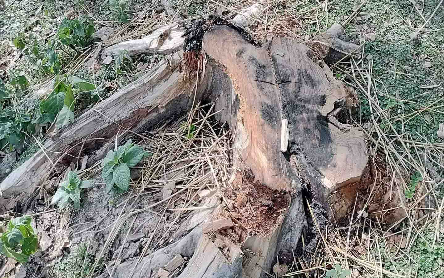 সাপাহারে টেন্ডার ছাড়াই সরকারি গাছ বিক্রি করলেন প্রধান শিক্ষক