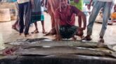 কুয়াকাটায় জেলের জালে ধরা পড়লো ৪ পাখি মাছ