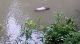 পটুয়াখালীতে খালে থেকে নবজাতকের লাশ উদ্ধার