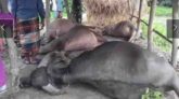 ভান্ডারিয়ায় বজ্রপাতে ৪ মহিষের মৃত্যু