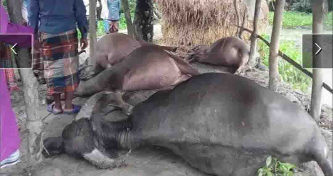 ভান্ডারিয়ায় বজ্রপাতে ৪ মহিষের মৃত্যু