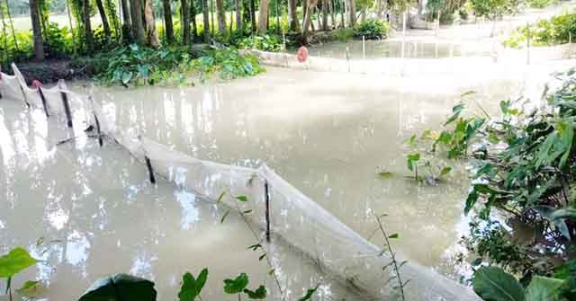 উজিরপুরে চায়না দুয়ারী জালে অবাধে মাছ নিধন