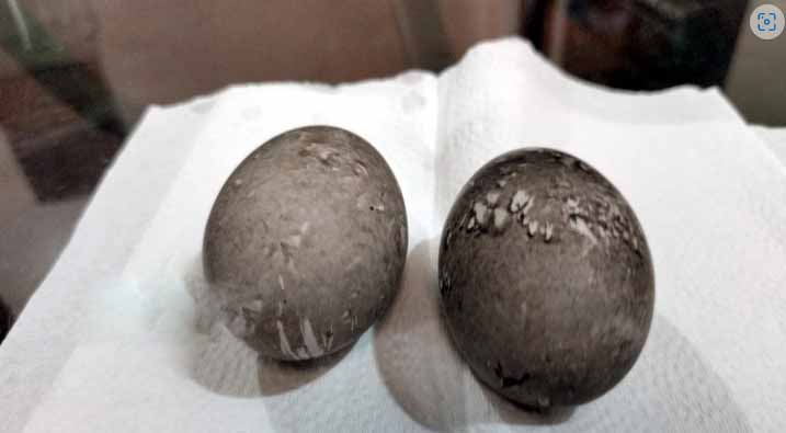 ভোলায় ফের পাতিহাঁসের কালো ডিমের সন্ধান