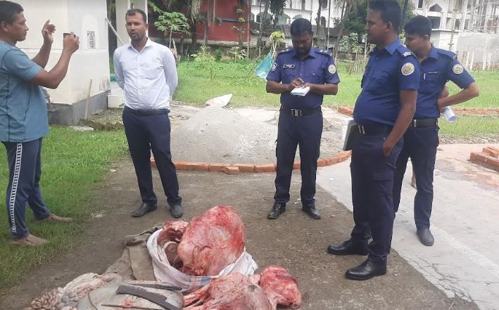 চরফ্যাশনে মরা গরুর মাংস জব্দ