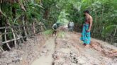 পিরোজপুরে সড়কে ধানের চারা রোপন করে প্রতিবাদ