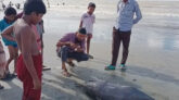 কুয়াকাটা সৈকতে ভেসে এলো ৫ ফুট দৈর্ঘ্যের মৃত ডলফিন