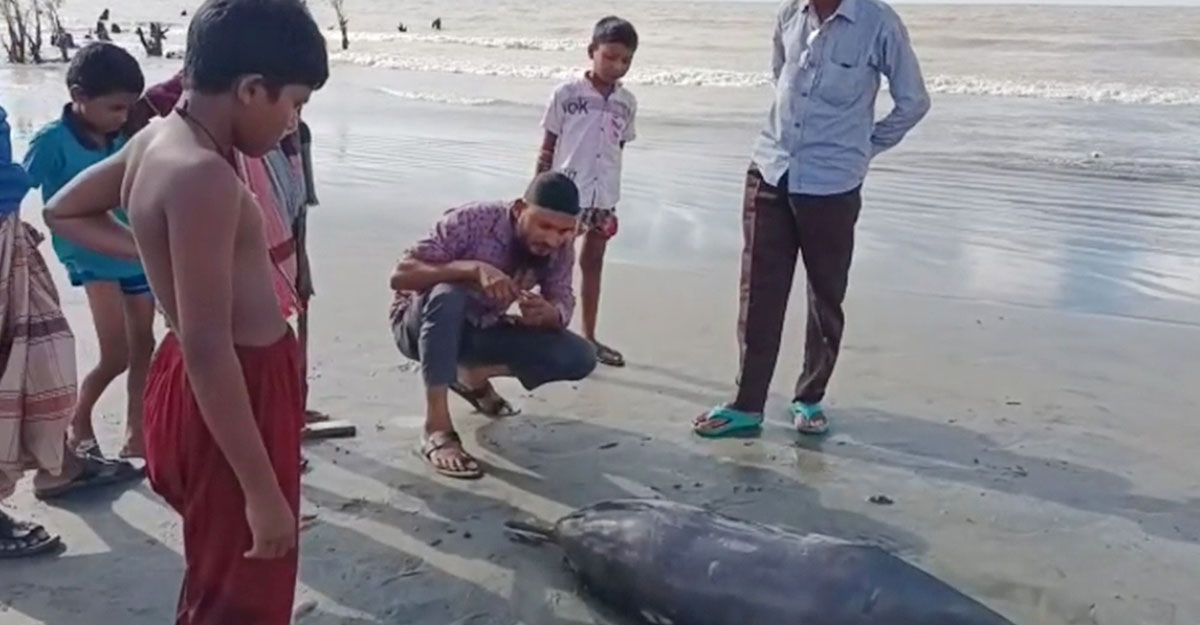 কুয়াকাটা সৈকতে ভেসে এলো ৫ ফুট দৈর্ঘ্যের মৃত ডলফিন