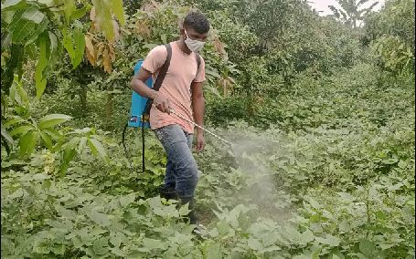 আম ফুরালেও মাসকলাই চাষে আসছে বাড়তি আয়