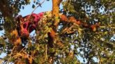 বরগুনায় বিদ্যুৎস্পৃষ্ট হয়ে কৃষকের মৃত্যু