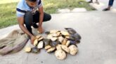 কলাপাড়ায় যাত্রীবাহী বাস থেকে ৫০ কচ্ছপ উদ্ধার